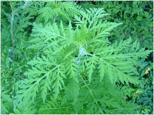 Новый рисунок