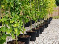 1667588859 Posadoch Material 2