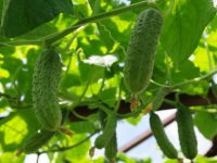 E8a4fa9a6fc3b45d2493d050222896fd