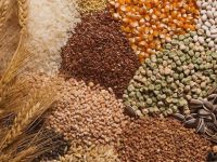 Foto Nasinnya 18.08.2021 1020x510