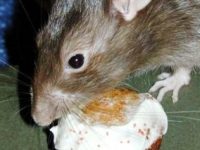 1ae173385ae740e24f5300147212a776