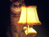 Fagtslnxszhwraaapjk7