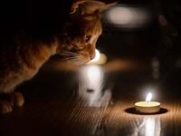 C54fb4c10139c2c50130121ea59d92aef574f36b