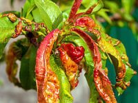 Csm 26855 Statty Persyk 1132 X 637 Iko 24 3 04cef4983d