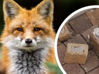 23c04fd07dbb092e99e78b6ff38a974f