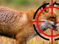 20652239456746e856b3f37 Image