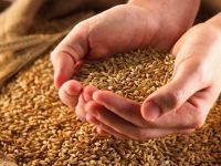 308 Ilyustracziya Nasinnya