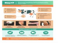 Вказівки(листівка) Ящур Page 0001