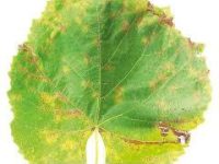 Без названия (2)