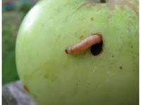 Без названия