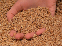 Новый рисунок