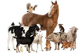 Без названия (1)