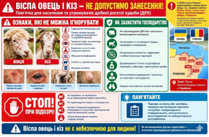 Новый рисунок